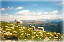 Schafe in den Alpen