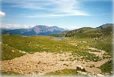 Schafe in den Alpen